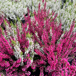 Calluna Vulgaris (Heather) Twin Girls