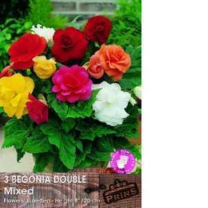 Begonia Double Mixed Bulbs 3 Per Pack