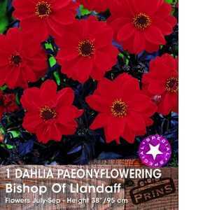 Dahlia Paeony Flowering Bishop of LLandaff (Tuber) 1 Per Pack