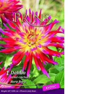 Dahlia Semi-Cactus Bora Bora (Exotic) Tuber/Bulb (14th Wedding Anniversary) 1 Per Pack