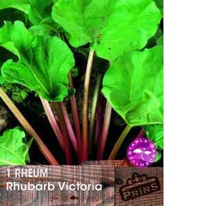 Rhubarb Victoria Rheum Bulb 1 Per Pack