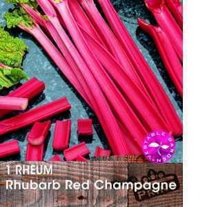 Rhubarb Red Champagne (Rheum) 1 Per Pack