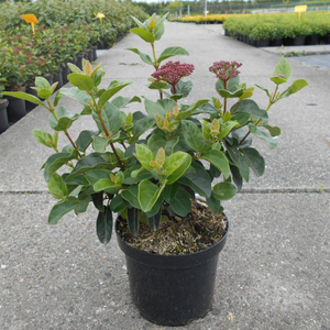 Viburnum Tinus Lisa Rose