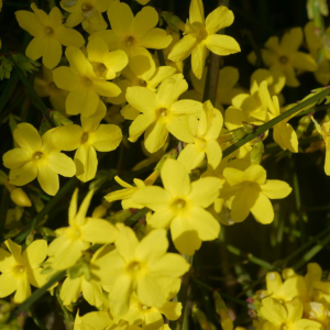 Jasmine Nudiflorum Jasminum (Winter Flowering)