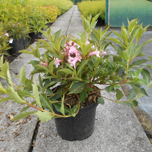 Weigela Florida Pink Poppet