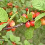 Prunus Tomentosa (Nanking Cherry)