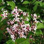Syringa Microphylla Superba (Lilac Superba)