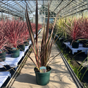 Phormium Hybrid Maori Queen (Rainbow Queen)