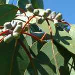 Eucalyptus Glaucescens (Tingiringi Gum) 3 Ltr 90cm cane