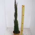 Cupressus Sempervirens Pyramidalis Totem (Conifer) 100-120cm Height 10 Litre Pot