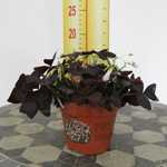 Oxalis Triangularis (Purple Shamrock) 12cm Pot