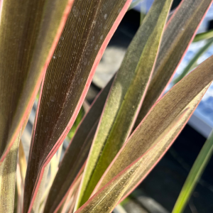 Phormium Tenax Pink Stripe (New Zealand Flax)