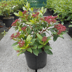 Viburnum Tinus Eve Price