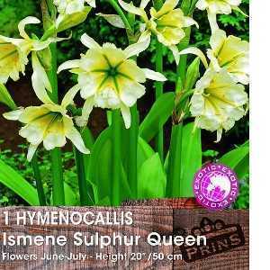 Hymenocallis Ismene Sulphur Queen Peruvian Daffodil Pre Packed Perennial 1 Per Pack