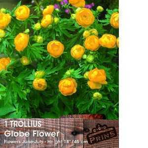 Trollius Chinensis Golden Queen Globe Flower