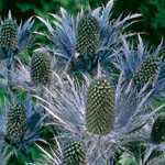 Eryngium Alpinum Blue Distel Pre Pack Perennial