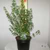 Prostanthera Parvifolia (Mint Bush) 3ltr