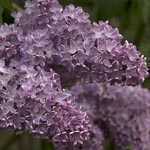 Syringa Vulgaris Firmament (Lilac)