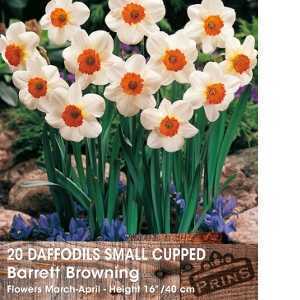 Daffodil Bulbs Small Cupped Barrett Browning 20 Per Pack