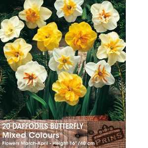 Daffodil Bulbs Butterfly Mixed Colours 20 Per Pack
