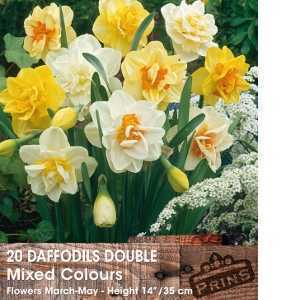 Daffodil Bulbs Double Mixed Colours 20 Per Pack