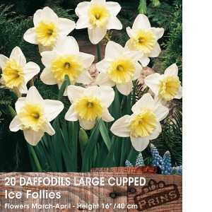 Daffodil Bulbs Large Cupped Ice Follies 20 Per Pack