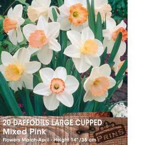 Daffodil Bulbs Large Cupped Mixed Pink 20 Per Pack