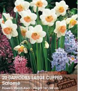 Daffodil Bulbs Large Cupped Salome 20 Per Pack