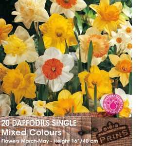 Daffodil Bulbs Single Mixed Colours 20 Per Pack