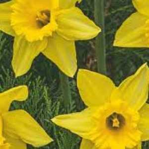 Daffodil Large Cupped Yellow Sun  Bulbs 3kg