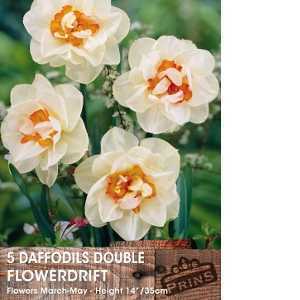 Daffodil Double Flowerdrift Bulbs 5 Per Pack