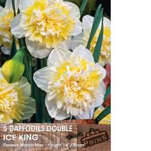 Daffodil Double Ice King Bulbs 5 Per Pack