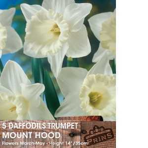Daffodil Trumpet Mount Hood Bulbs 5 Per Pack