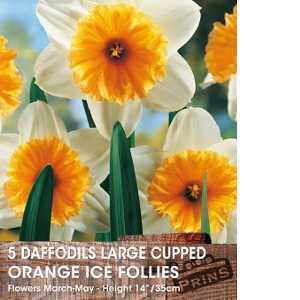 Daffodil Large Cupped Orange Ice Follies Bulbs 5 Per Pack