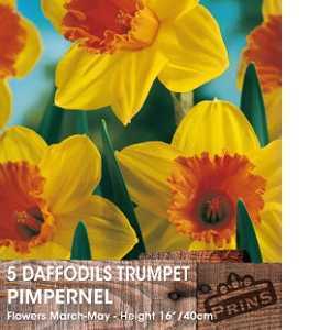Daffodil Trumpet Pimpernel Bulbs 5 Per Pack