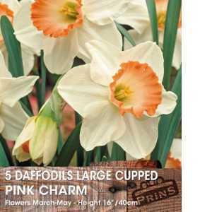 Daffodil Large Cupped Pink Charm Bulbs 5 Per Pack