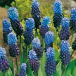 Muscari Latifolium Bulbs Grape Hyacinths 10 Per Pack