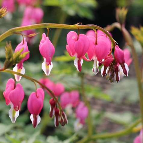 Dicentra Spectabilis (Bleeding Heart)