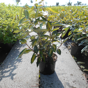 Elaeagnus Ebbingei Limelight