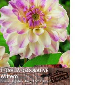 Dahlia Decorative Bulbs Wittem 1 Per Pack