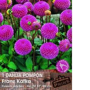 Dahlia Pompon Bulbs Franz Kafka 1 Per Pack