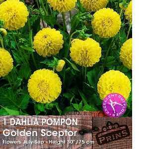 Dahlia Pompon Bulbs Golden Sceptor 1 Per Pack
