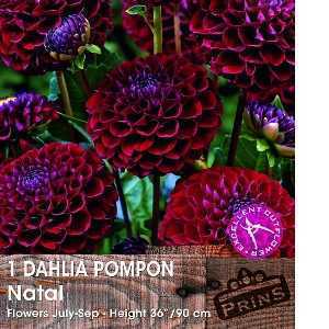 Dahlia Pompon Bulbs Natal 1 Per Pack