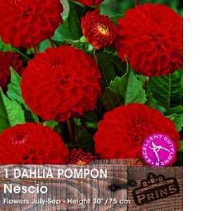 Dahlia Pompon Bulbs Nescio 1 Per Pack