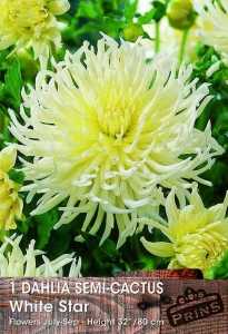 Dahlia Semi Cactus White Star Bulbs/Tubers 1 Per Pack