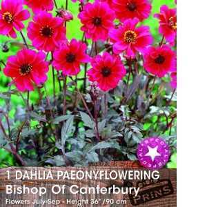 Dahlia Paeonyflowering Bulbs Bishop Of Canterbury 1 Per Pack