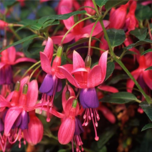 Fuchsia Tom Thumb