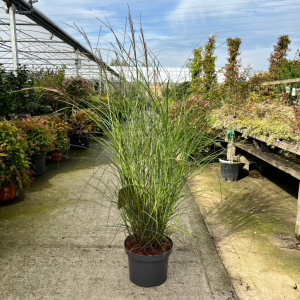 Miscanthus Sinensis Kleine Silberspinne'