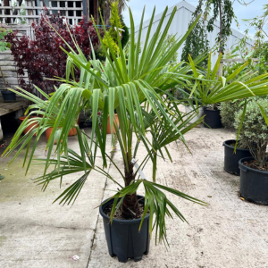 Chamaerops Humilis (Fan Palm)