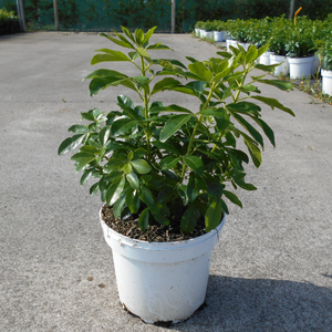 Choisya Ternata Mexican Orange Blossom